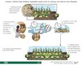 Thumbnail for version as of 21:03, 10 April 2026