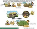 Thumbnail for version as of 14:39, 15 April 2026