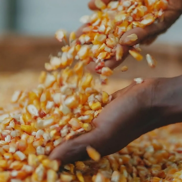 File:20260410175951!2.9 farm.webp