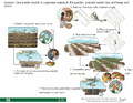 Thumbnail for version as of 14:43, 15 April 2026