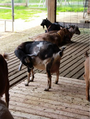 Thumbnail for version as of 14:42, 15 April 2026