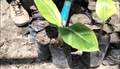 Thumbnail for version as of 11:48, 11 July 2026
