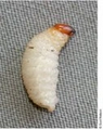 Thumbnail for version as of 13:38, 18 July 2026