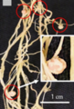 Thumbnail for version as of 21:01, 10 April 2026