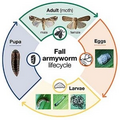 Thumbnail for version as of 13:07, 11 July 2026