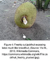 Thumbnail for version as of 10:27, 11 July 2026