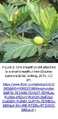 Thumbnail for version as of 10:21, 11 July 2026