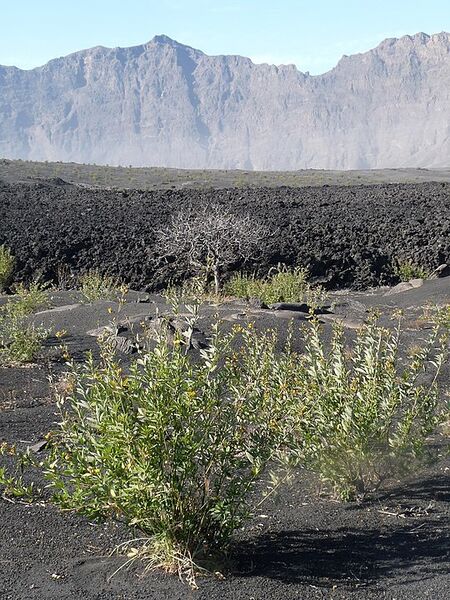 File:20260410180442!540px-pigeon.jpg