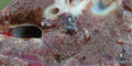 Thumbnail for version as of 14:41, 12 July 2026
