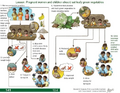 Thumbnail for version as of 14:41, 15 April 2026