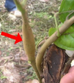 Thumbnail for version as of 13:44, 11 July 2026