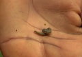 Thumbnail for version as of 13:08, 11 July 2026