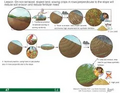 Thumbnail for version as of 14:41, 15 April 2026