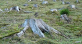 Thumbnail for version as of 13:44, 11 July 2026