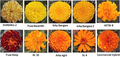 Thumbnail for version as of 14:42, 15 April 2026