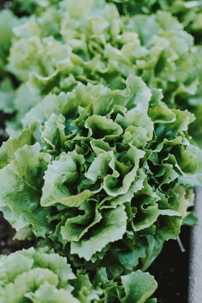 File:600px-Pexels-lilartsy-3016319.webp