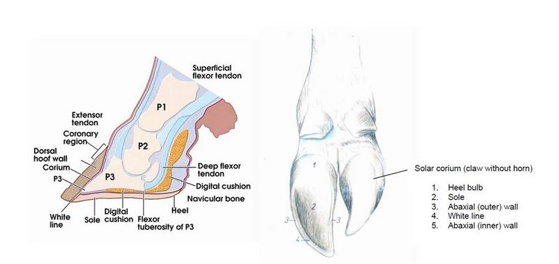 File:Hoof 351.JPG