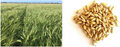 Thumbnail for version as of 15:17, 15 April 2026