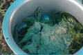 Thumbnail for version as of 11:35, 13 July 2026
