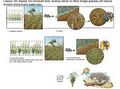 Thumbnail for version as of 21:01, 10 April 2026