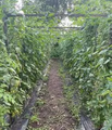 Thumbnail for version as of 14:38, 15 April 2026