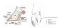 Thumbnail for version as of 15:17, 15 April 2026