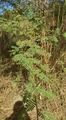 Thumbnail for version as of 14:42, 15 April 2026
