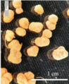 Thumbnail for version as of 21:03, 10 April 2026